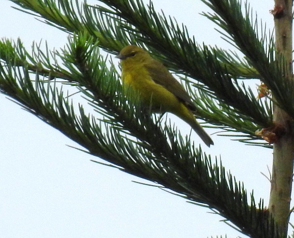 Orange-crowned Warbler - ML247504751