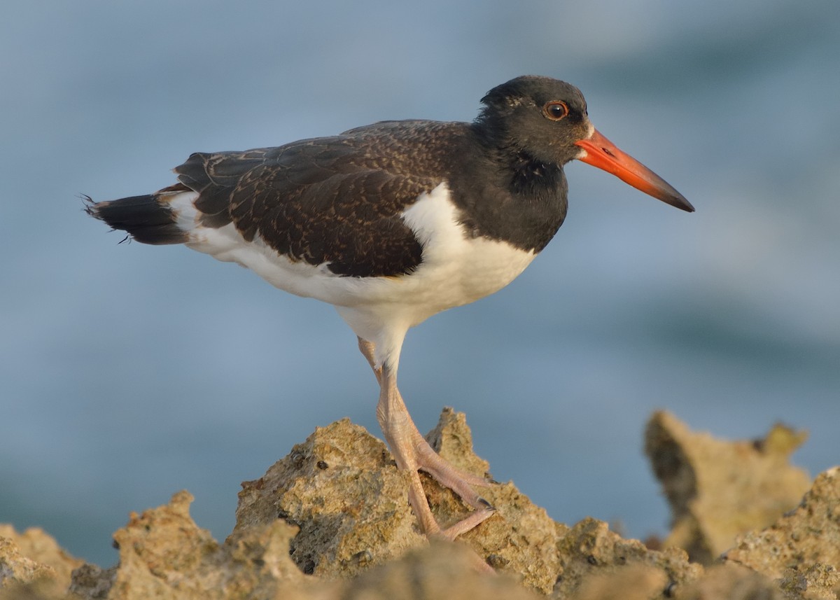 American Oystercatcher - Michiel Oversteegen