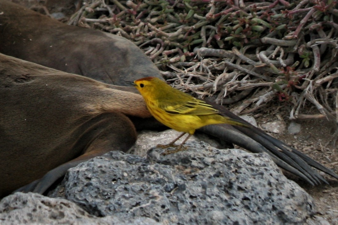 Yellow Warbler - ML247508101