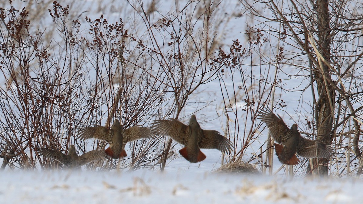 Gray Partridge - ML24751081