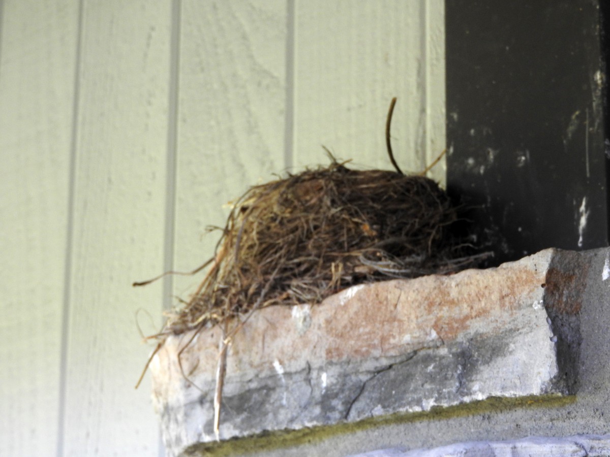 Mountain Bluebird - ML247511941