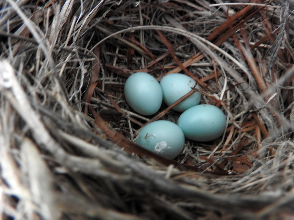 Mountain Bluebird - ML247511961