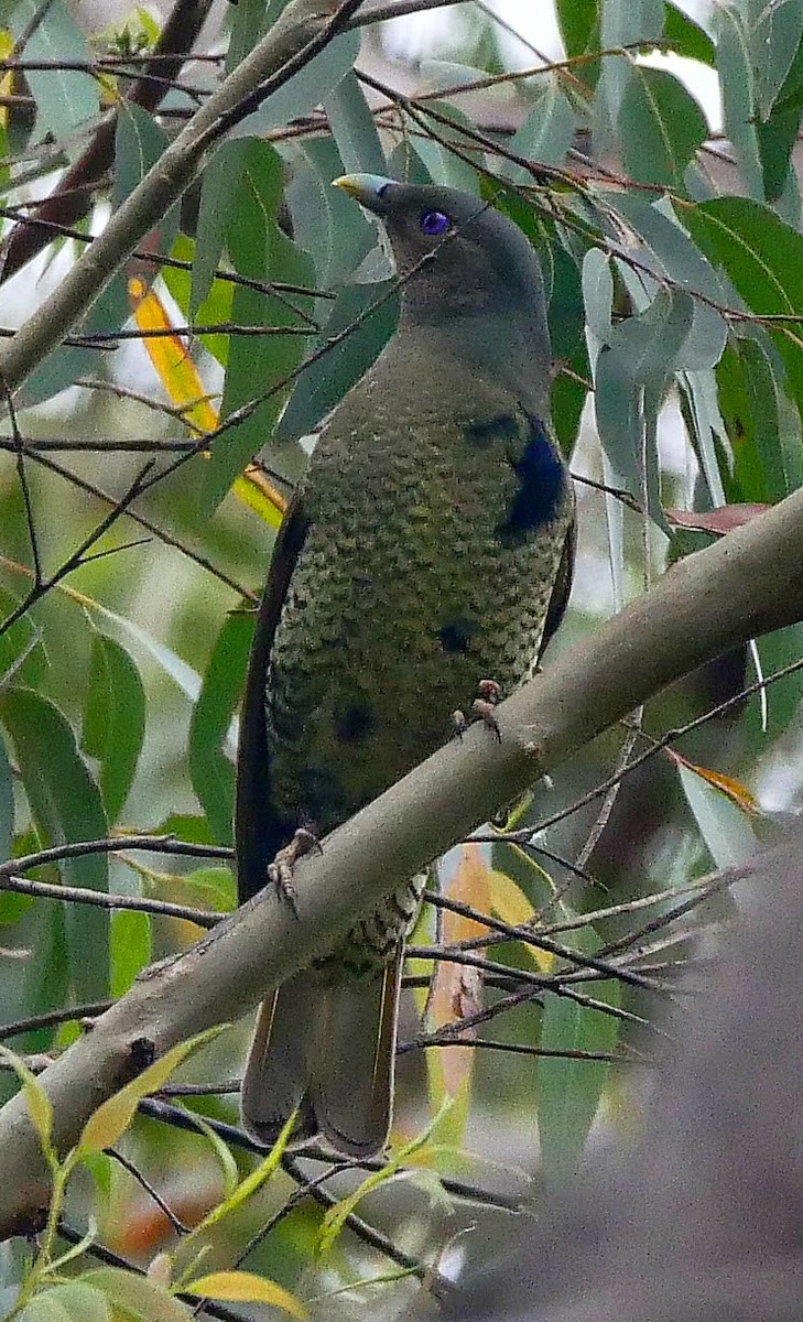 Satin Bowerbird - ML247513831