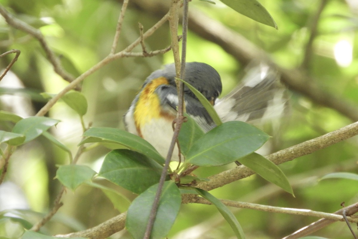 Northern Parula - Bobbie Elbert