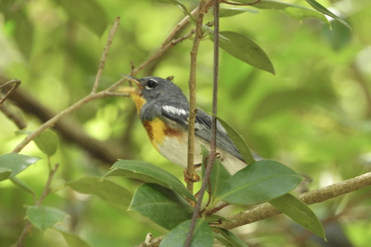 Northern Parula - ML247513931