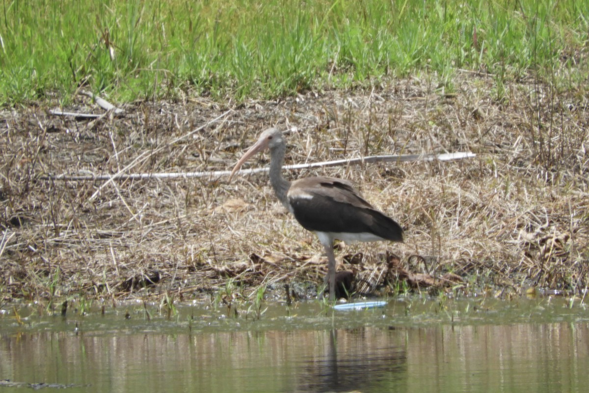 White Ibis - ML247514041