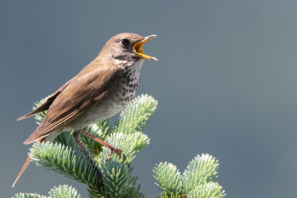 Bicknell's Thrush - ML247515571