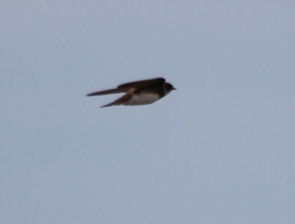 Bank Swallow - ML247516041