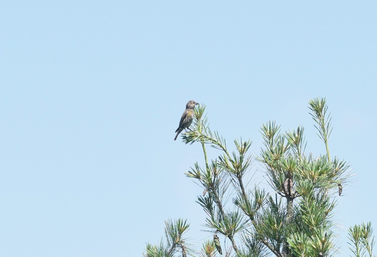 Red Crossbill - ML247516491