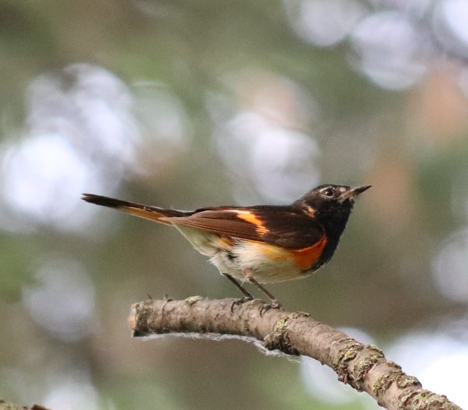 American Redstart - ML247517741