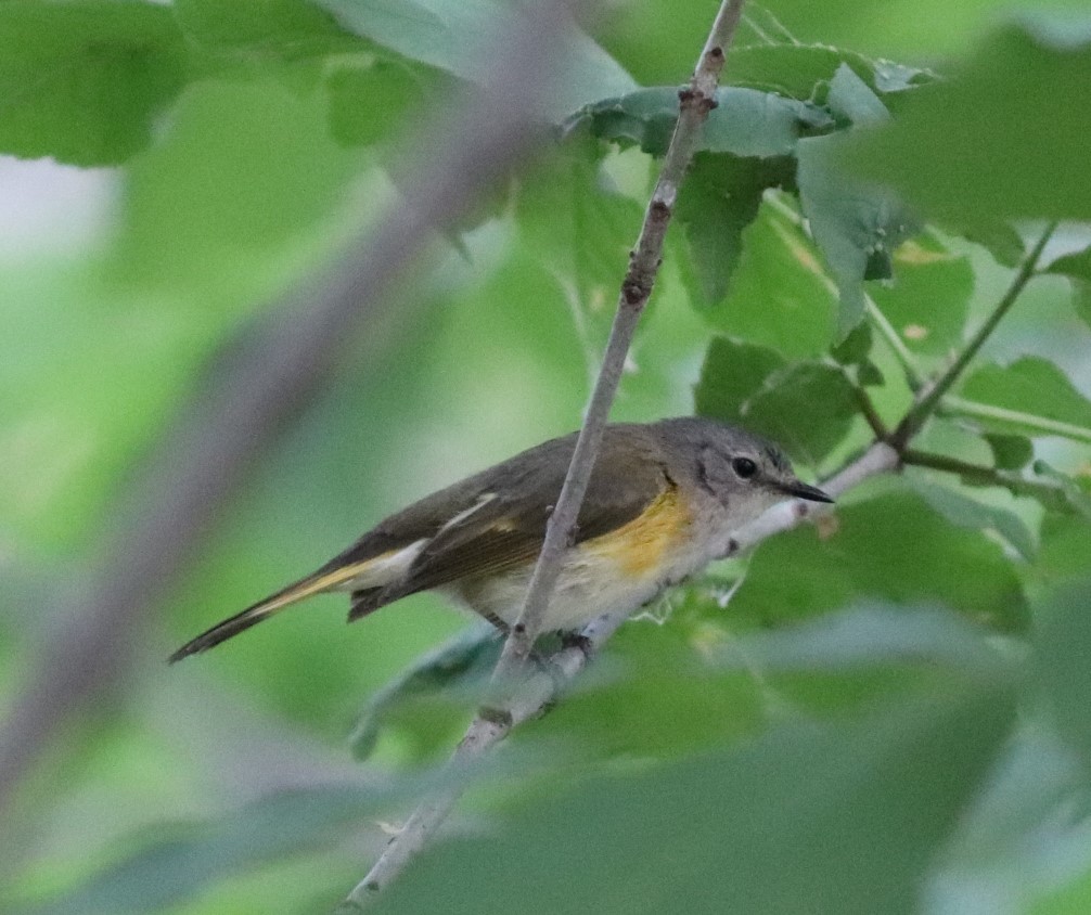 American Redstart - ML247517851