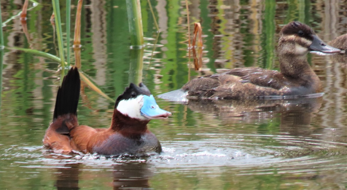 Ruddy Duck - ML247518841