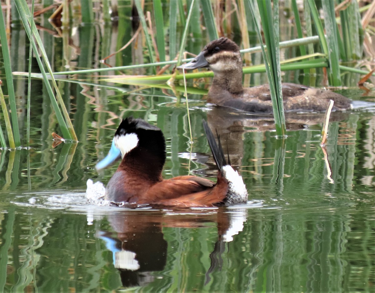 Ruddy Duck - ML247518871