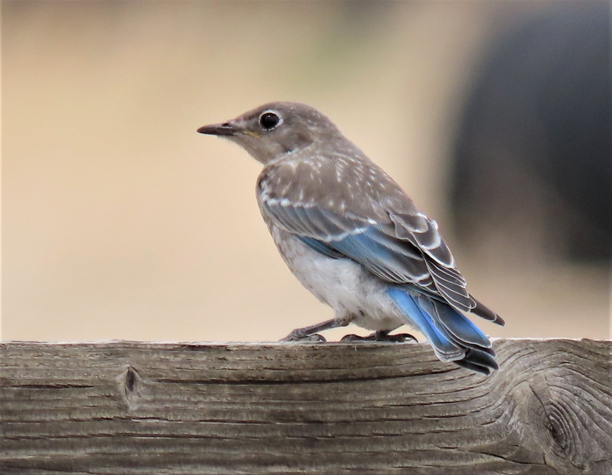 Mountain Bluebird - ML247518921