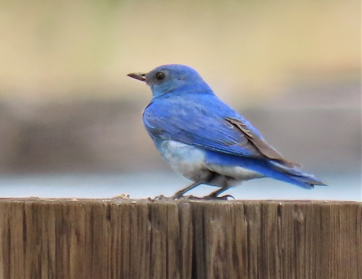 Mountain Bluebird - ML247518951