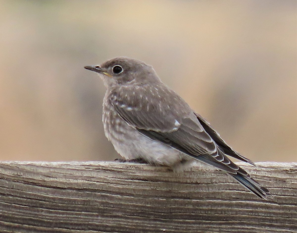 Mountain Bluebird - ML247518961