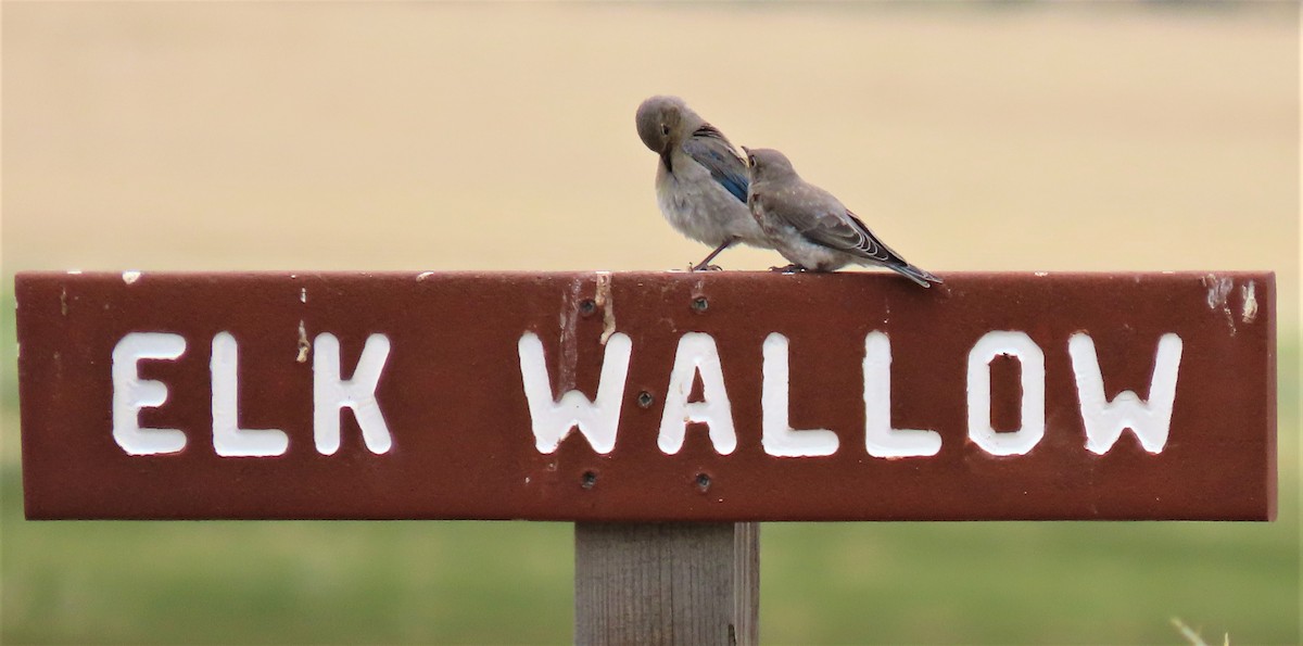 Mountain Bluebird - ML247518981