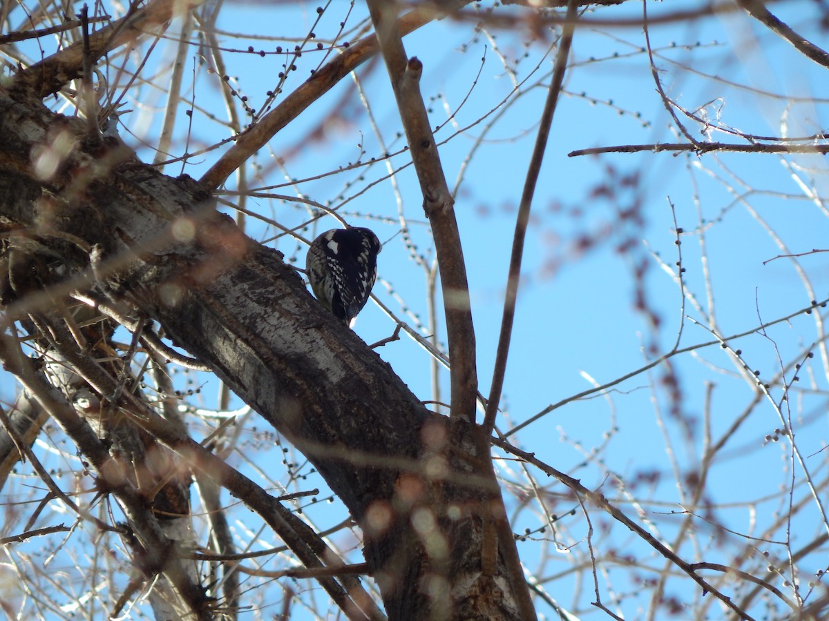 Red-naped Sapsucker - ML24751951