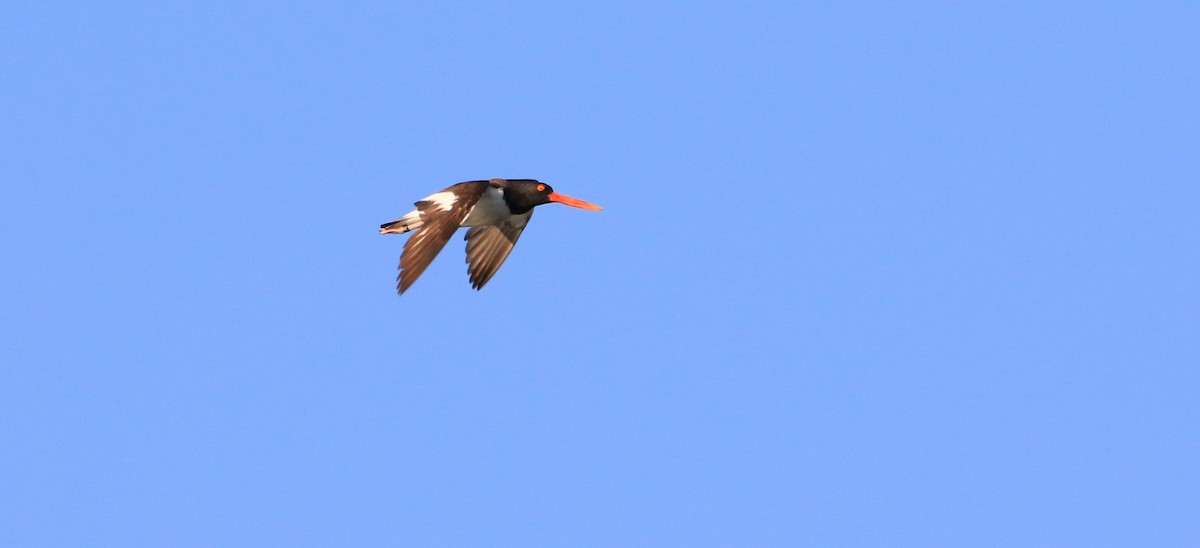 American Oystercatcher - ML247521171