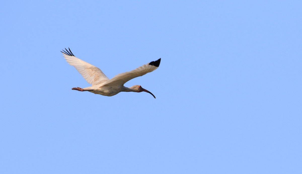 White Ibis - ML247521261