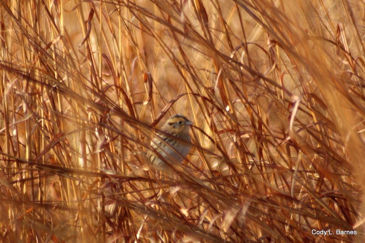 LeConte's Sparrow - ML24752201