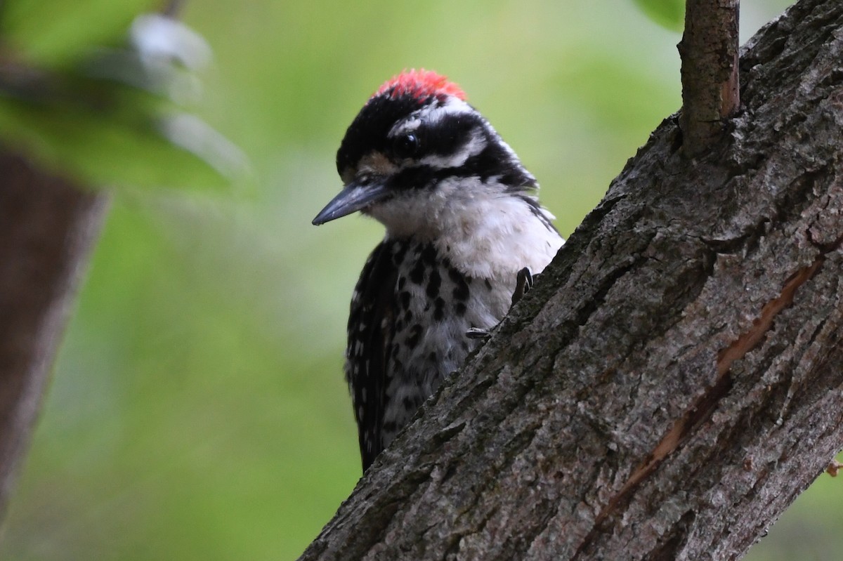 Nuttall's Woodpecker - ML247522801