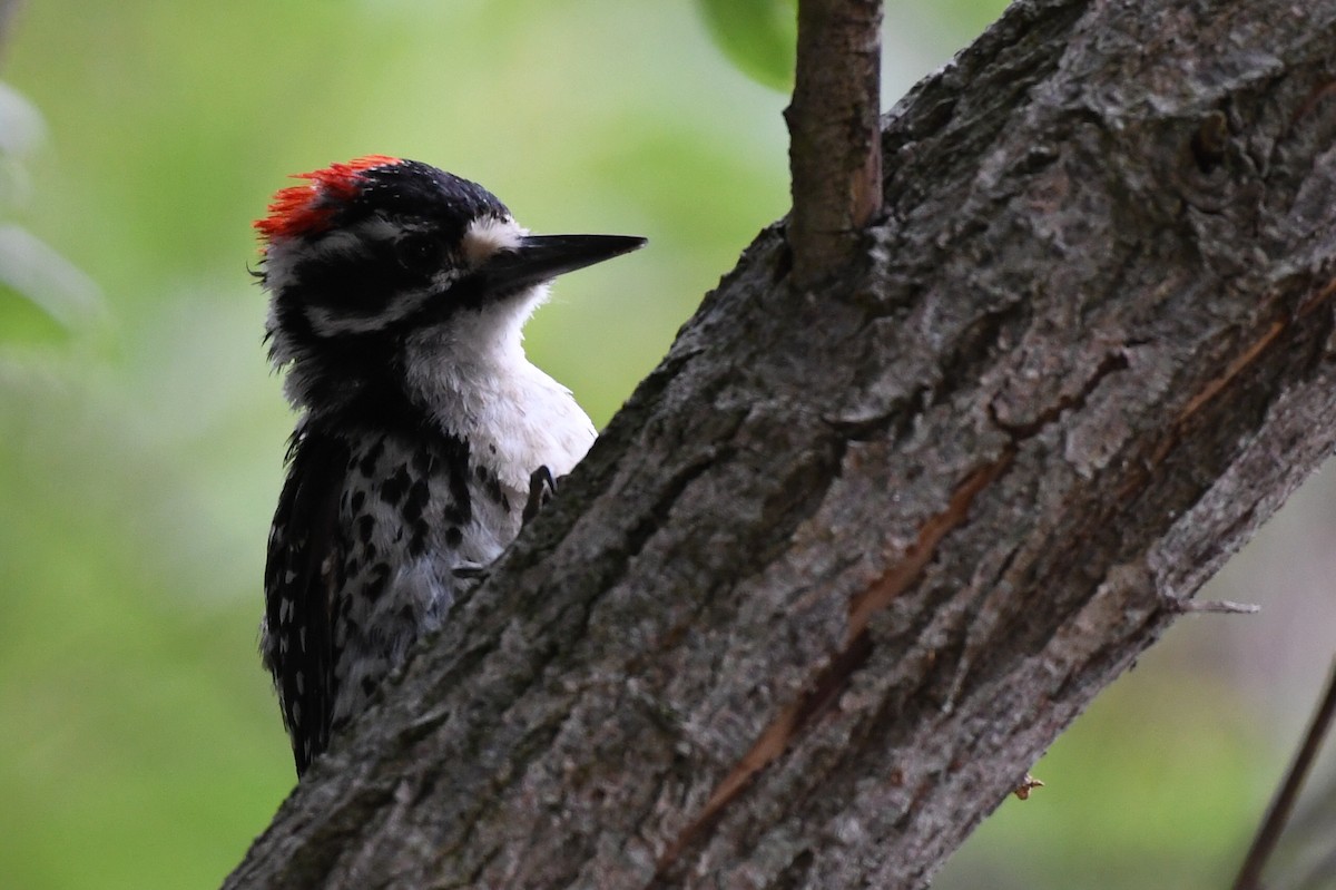 Nuttall's Woodpecker - ML247522811