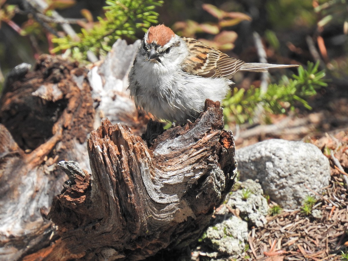 Chipping Sparrow - Darlene Cancelliere