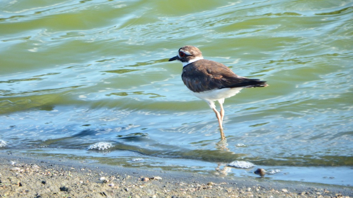 Killdeer - ML247524311