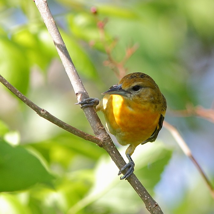 Baltimore Oriole - ML247524521