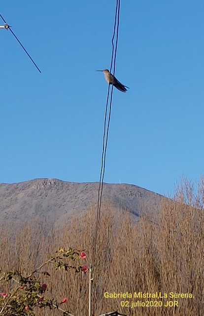 Giant Hummingbird - ML247528481
