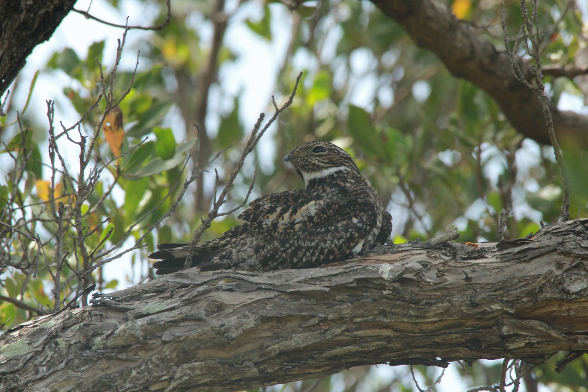 Antillean Nighthawk - David Marjamaa