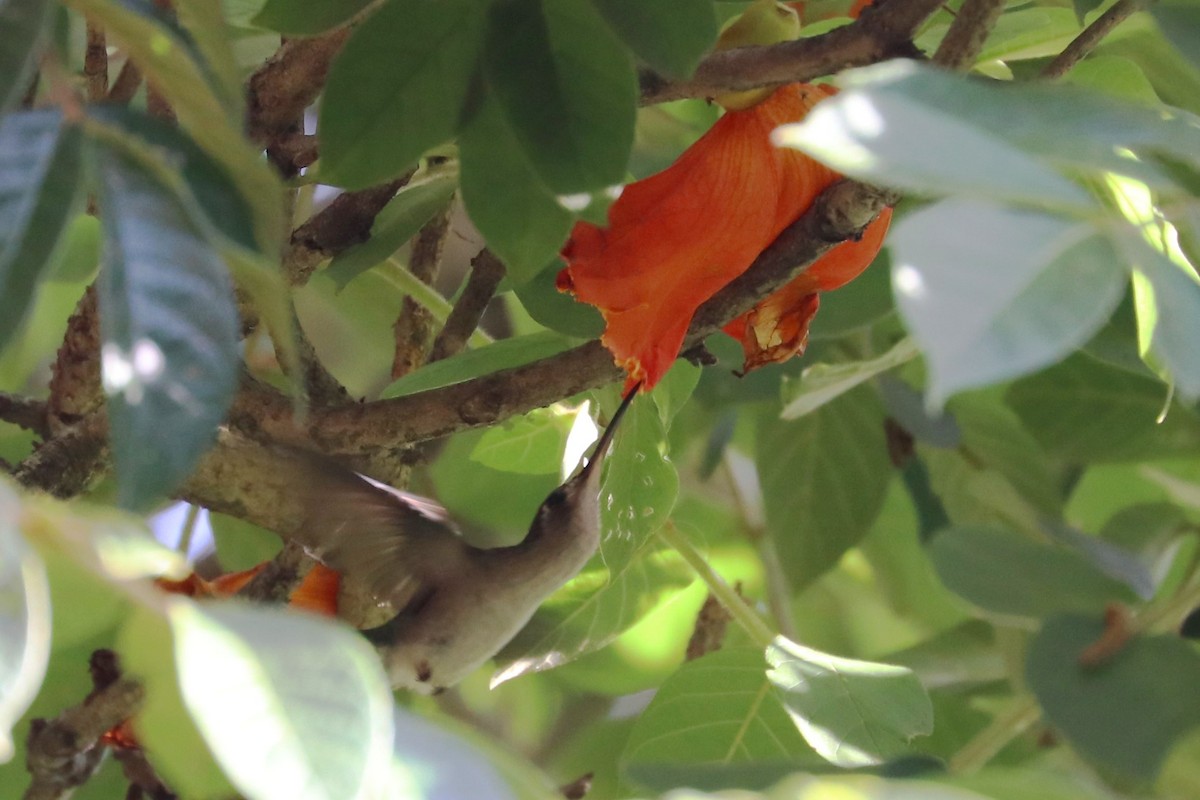kolibřík klínoocasý (ssp. curvipennis) - ML247528821