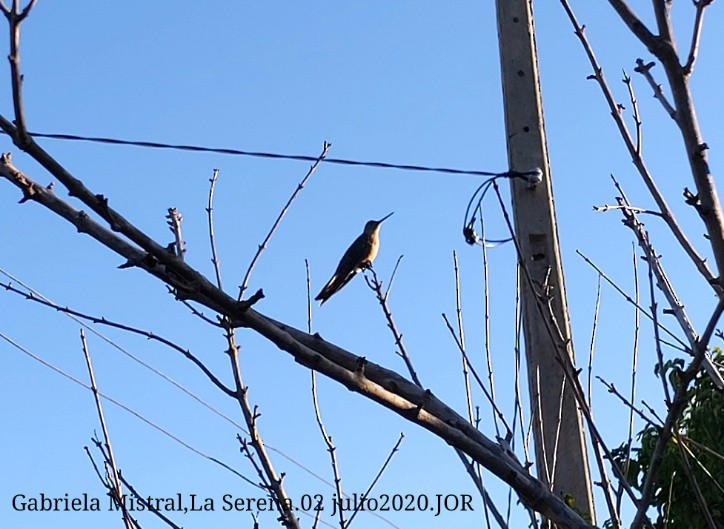 Giant Hummingbird - ML247529181
