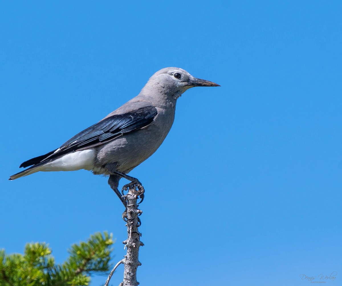 Clark's Nutcracker - ML247529411