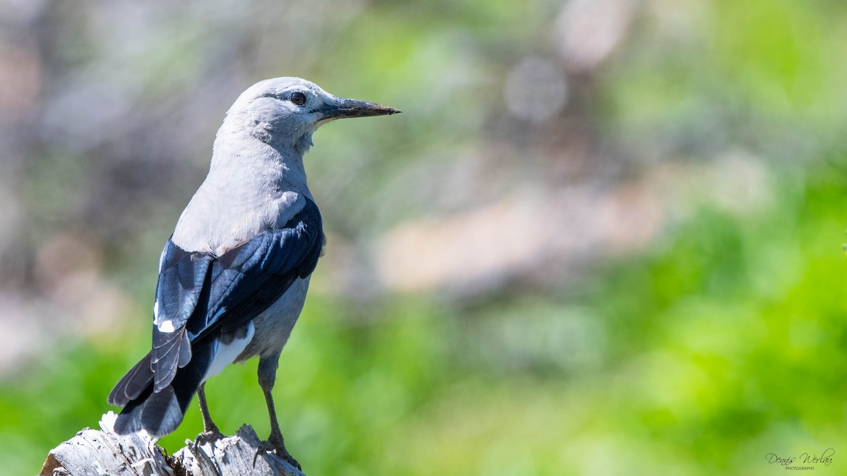 Clark's Nutcracker - ML247529431