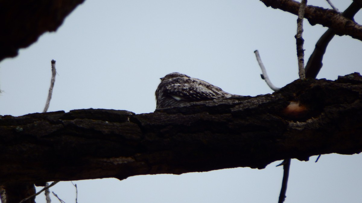 Common Nighthawk - ML247529871