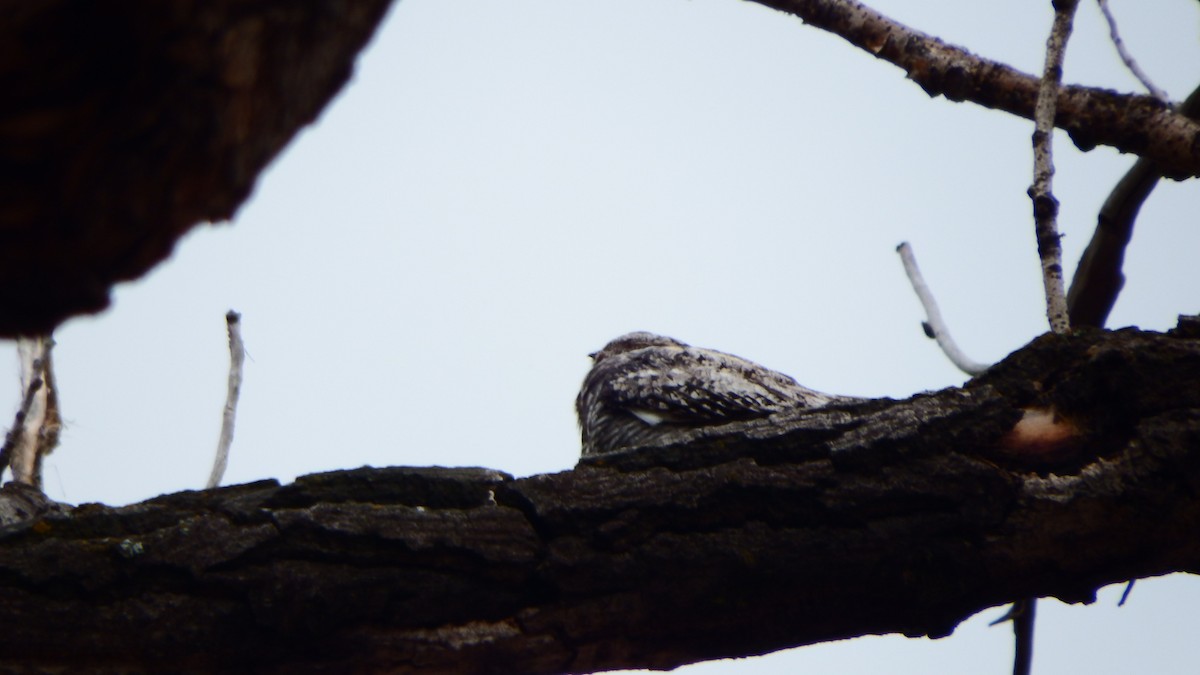 Common Nighthawk - ML247529891