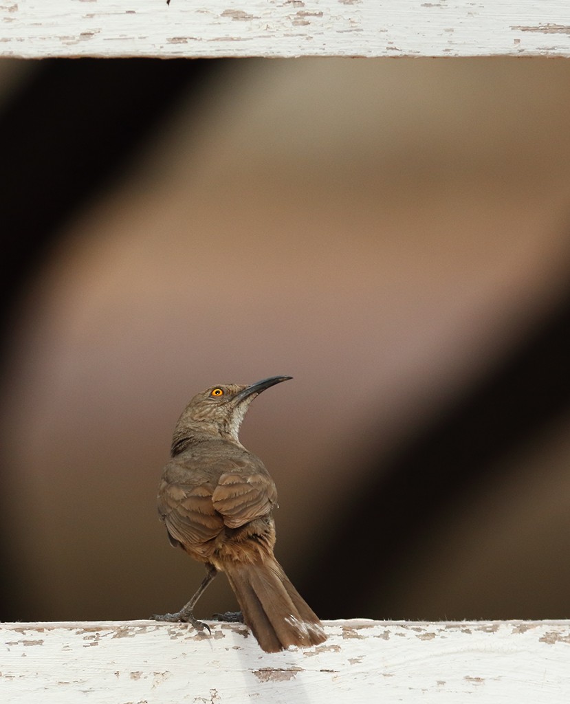 Curve-billed Thrasher - ML247530041