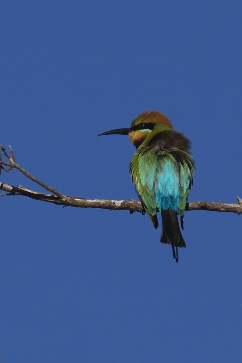 Rainbow Bee-eater - Ed Pierce
