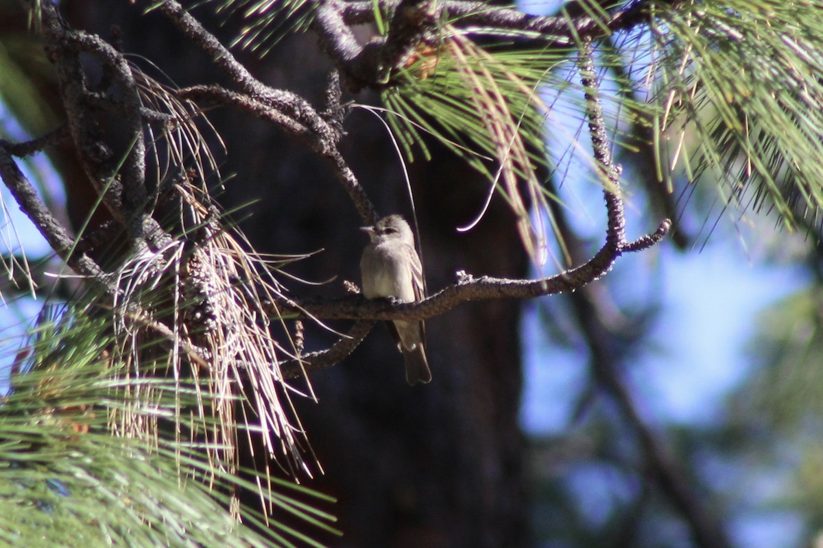 Western Wood-Pewee - ML247530781