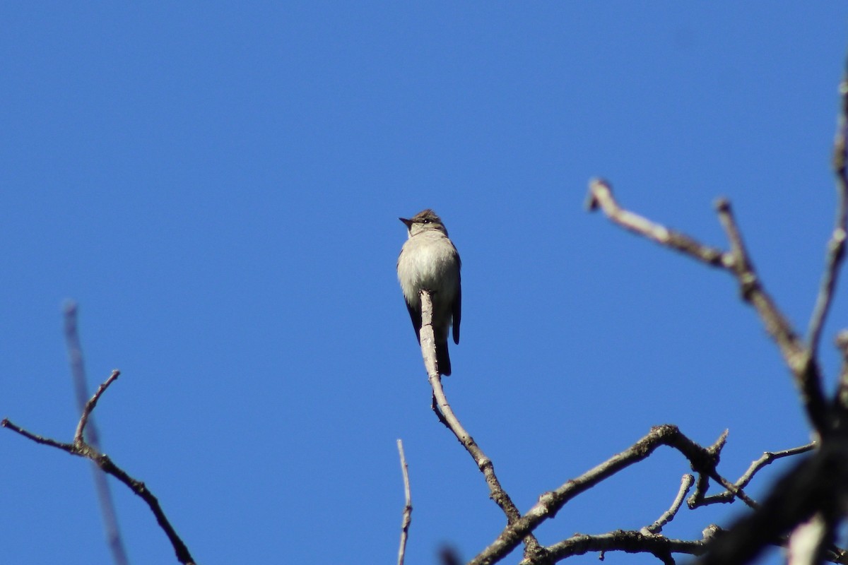 Western Wood-Pewee - ML247530791