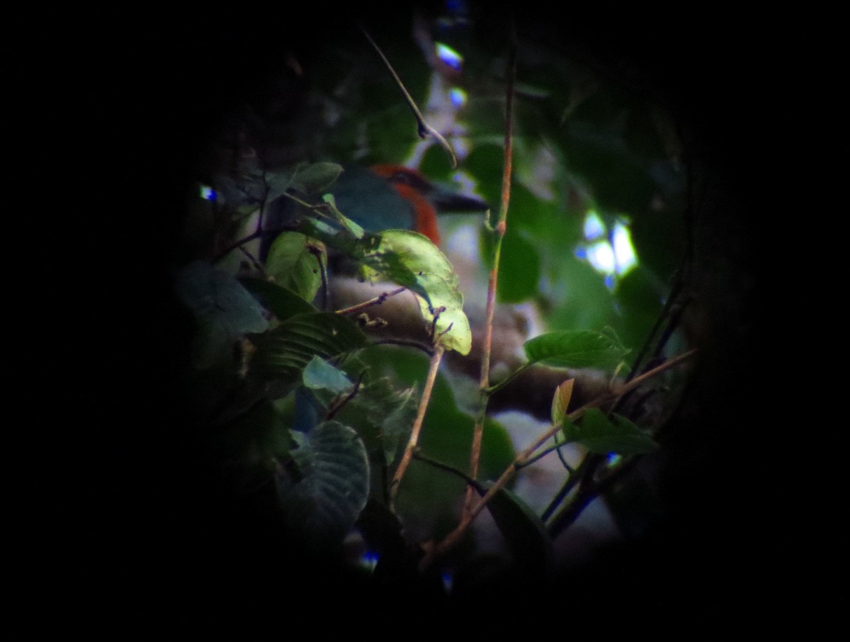 Broad-billed Motmot - ML247531531