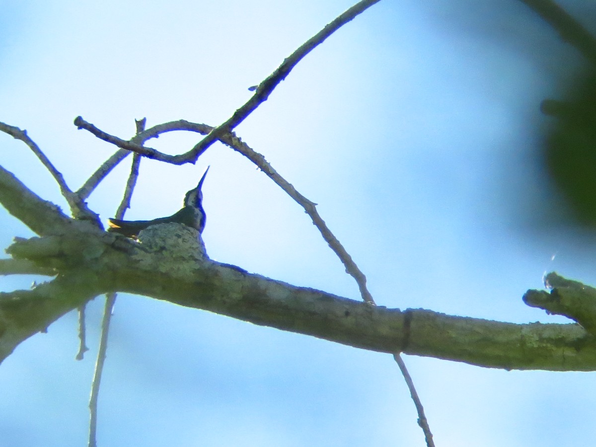 Long-billed Starthroat - ML247531711