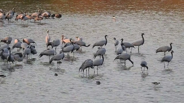 Demoiselle Crane - ML247532151