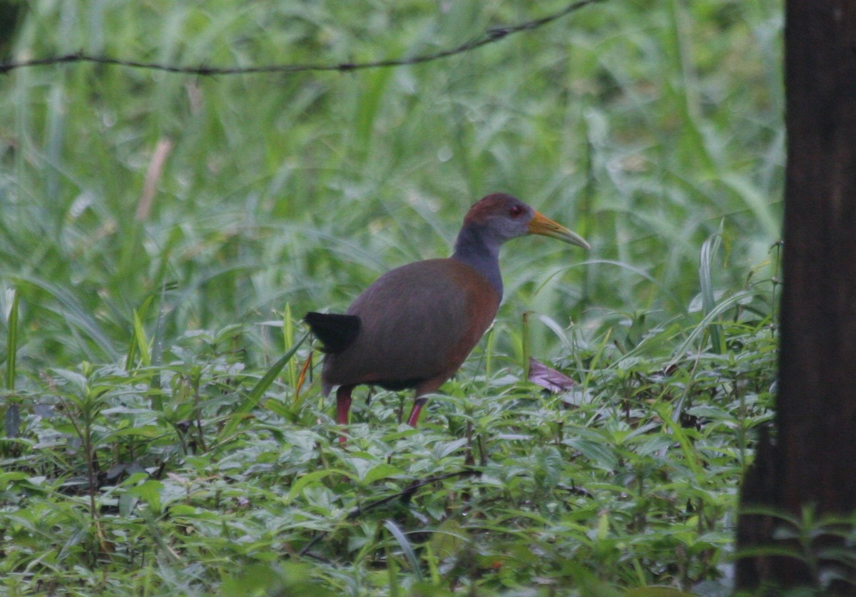 Russet-naped Wood-Rail - ML24753251