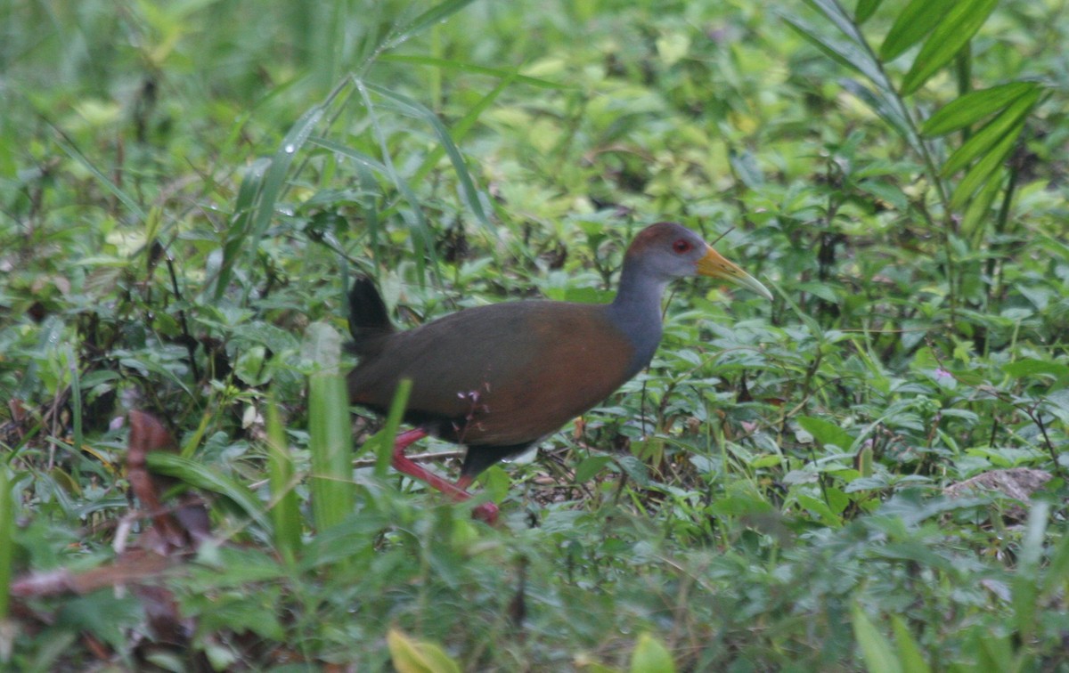 Russet-naped Wood-Rail - ML24753261