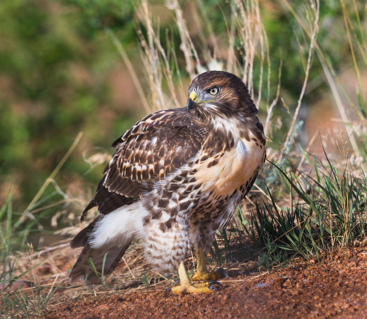 Red-tailed Hawk - ML247532611