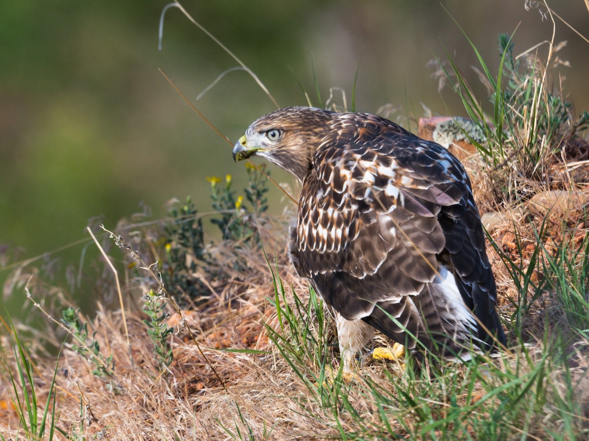 Red-tailed Hawk - ML247532621