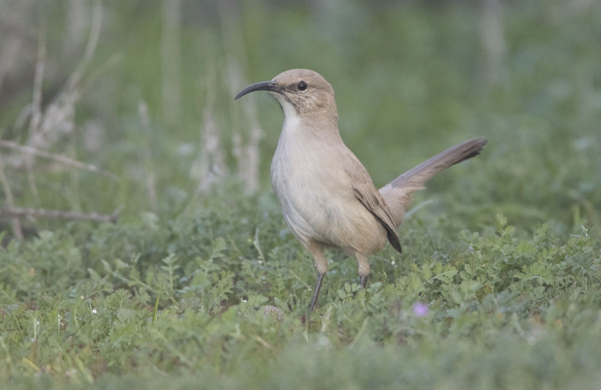 LeConte's Thrasher - Brian Sullivan